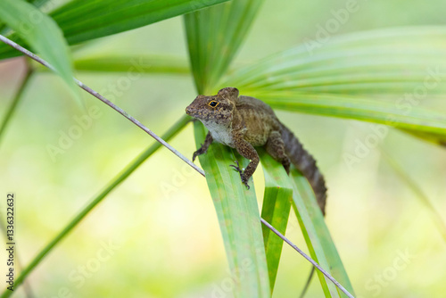 natur, green, eidechse, reptil, wild lebende tiere, amphibie, pflanze, wild, costa rica