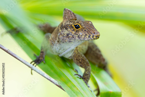 Obraz na płótnie natur, green, eidechse, reptil, wild lebende tiere, amphibie, pflanze, wild, costa rica w salonie