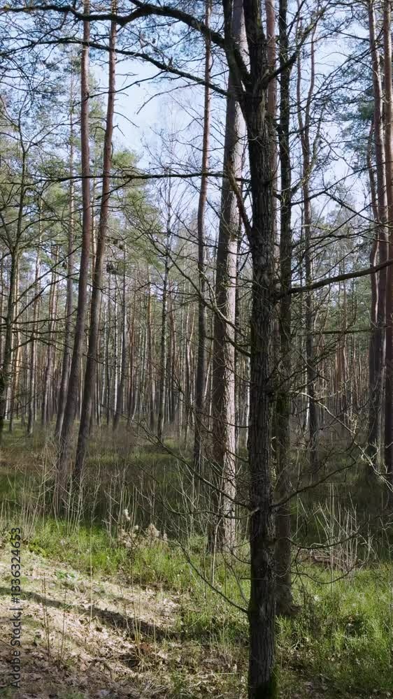 A walk in the National Park in Latvia at the end of winter. Coniferous forest in early early spring. Traps and directions for outdoor activities. A walk in the National Park in Latvia at the end of winter. Coniferous forest in early early spring. Traps and directions for outdoor activities.