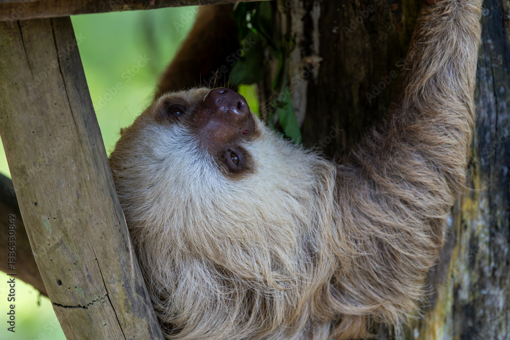 tier, baum, wild lebende tiere, säugetier, natur, faultier, tierpark, schlafen, costa rica