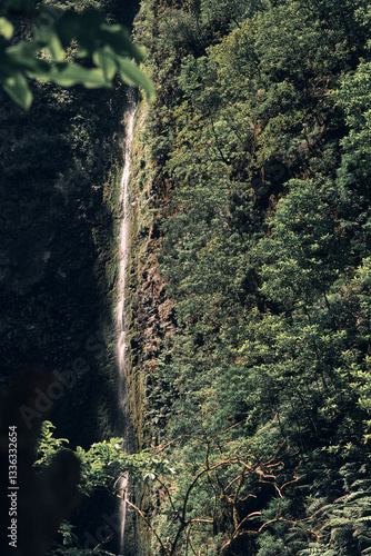 Cascata di Madeira tra la vegetazione e la penombra.