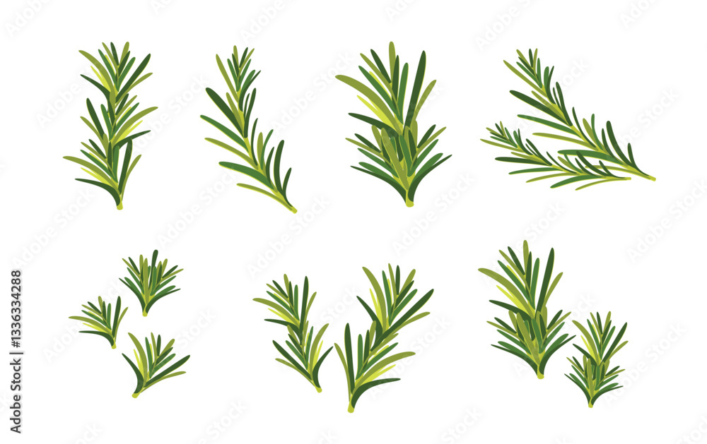 Obraz premium Set of rosemary branches flat vector isolated on white background. Evergreen plant with fragrant leaves. Culinary ingredient in traditional mediterranean cuisine, food seasoning