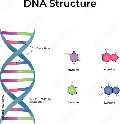 DNA Structure Double Helix and Base Pairs Vector Illustration