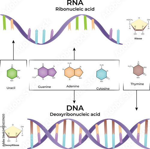 RNA and DNA structure comparison with bases Vector Illustration