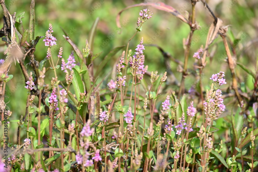 Fototapeta premium Dwarf rotala or Rotala rotundifolia flowers. It is an aquatic plant that has plenty of ornamental appeal to aquarium plant enthusiasts since it is one of the easiest to grow of the Rotala genus. 