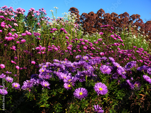 Blumen im Park photo