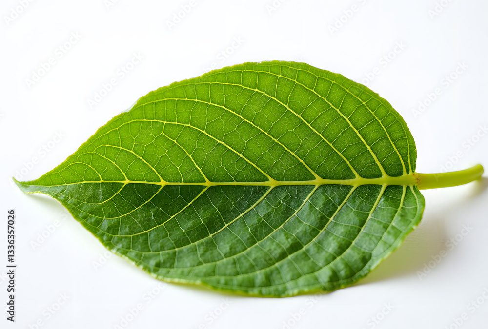 Obraz premium Fresh Green Leaf on White Background with Intricate Veins and Texture