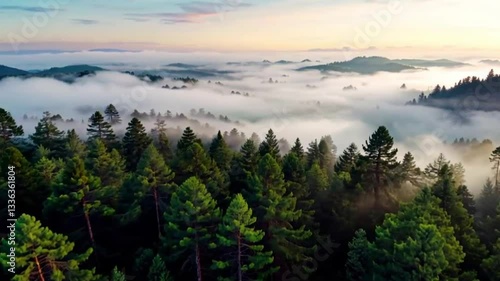 Mystical Forest with Mist-Covered Trees | Enchanting Nature Video