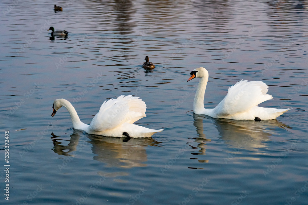 Fototapeta premium Swans gliding gracefully across calm water during sunset
