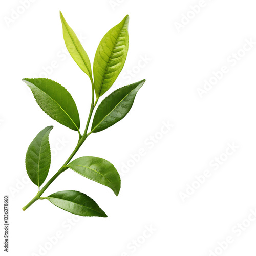 matcha powder and green tea leaves healthy drink isolated on white background png