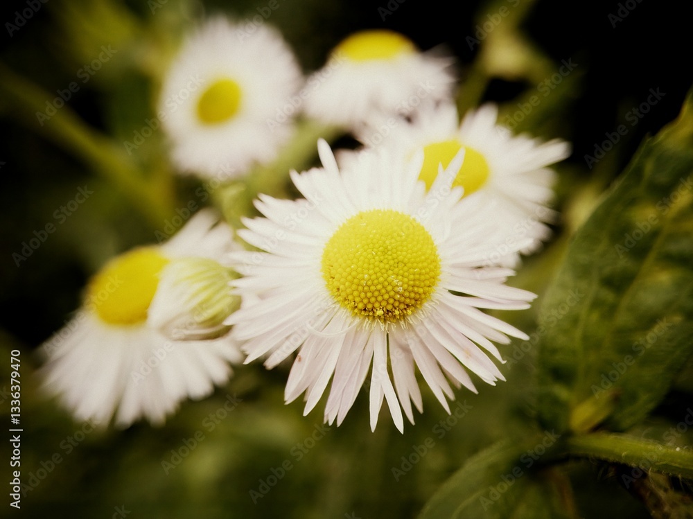 Fototapeta premium Gentle field flowers with vintage aesthetic 