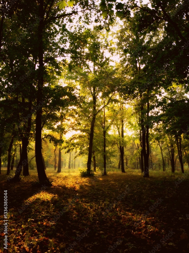 Naklejka premium Dreamy autumn forest with golden sunlight and shadows
