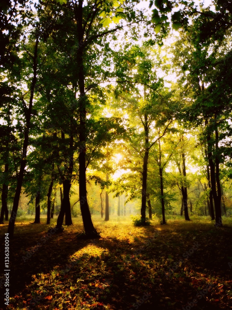 Naklejka premium Enchanted woodland glowing in soft autumn light