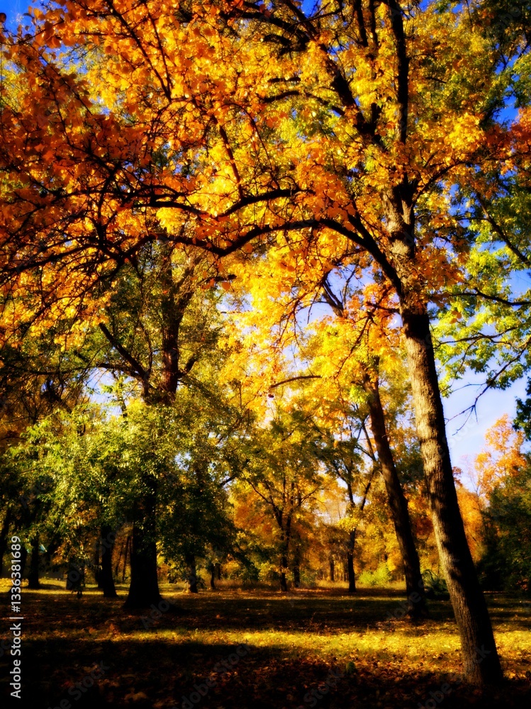 Naklejka premium Majestic autumn tree with glowing golden leaves