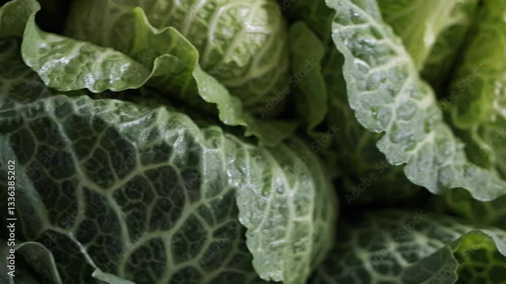 Intricate napa cabbage close ups highlighting deep green textures, revealing crisp leaf surfaces with vivid natural details reflecting organic freshness and nutritional value Intricate napa cabbage close ups highlighting deep green textures, revealing crisp leaf surfaces with vivid natural details reflecting organic freshness and nutritional value