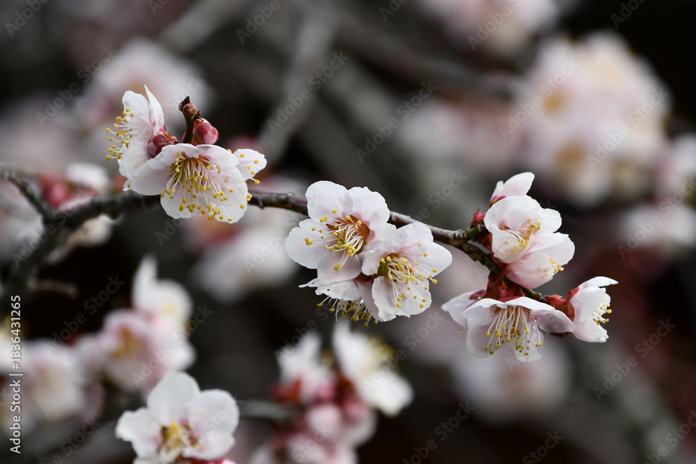 早春の梅の花 早春の梅の花