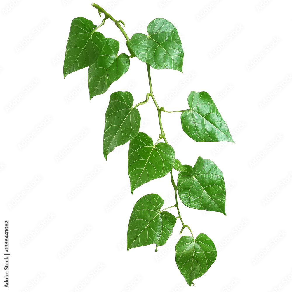 Fototapeta premium [Transparent Background PNG]Fresh Green Leaves Branch Isolated on White Background