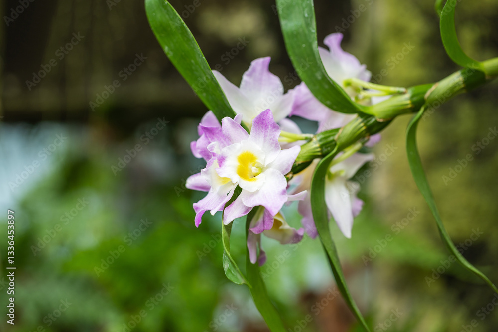 Beautiful pink orchid flowers growing on flower stems in a soft bokeh background. Beautiful pink orchid flowers growing on flower stems in a soft bokeh background.