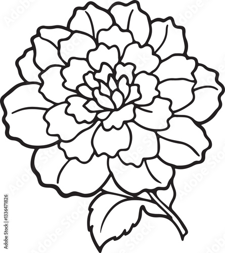 Wallpaper Mural marigold flower line art, black outline, vector and illustration, coloring book page line art drawing Torontodigital.ca