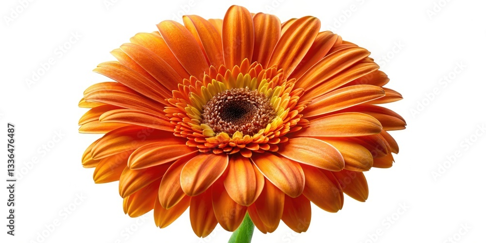 High-angle shot of a vibrant orange gerber daisy, perfectly isolated against a pristine white backdrop. High-angle shot of a vibrant orange gerber daisy, perfectly isolated against a pristine white backdrop.