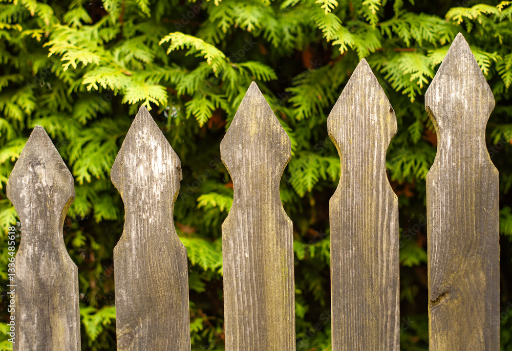 Fototapeta premium Fence