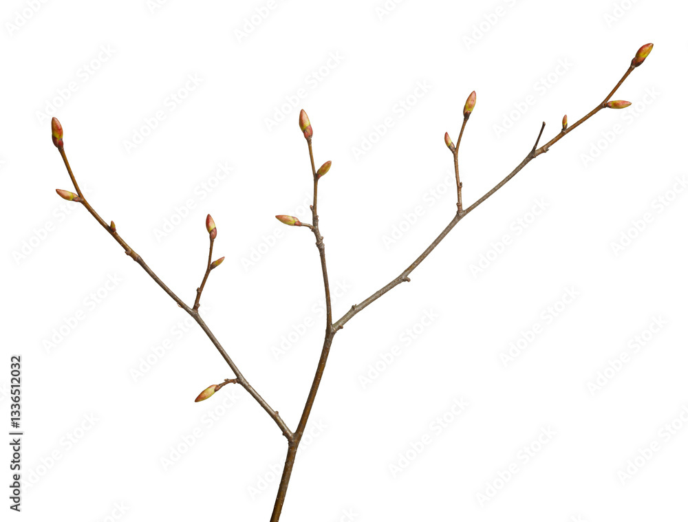 Tree brunch in spring Tree brunch in spring