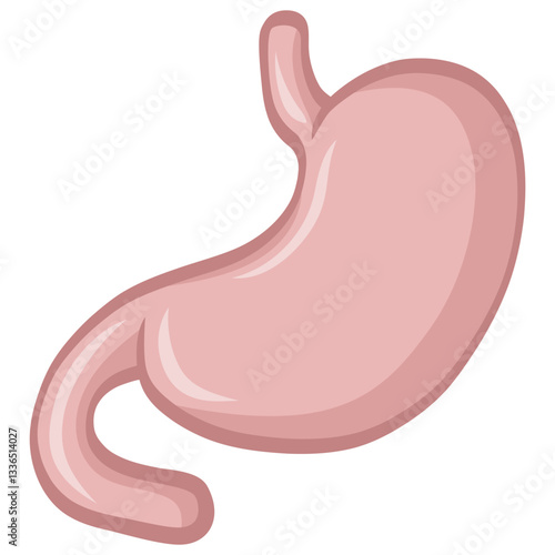 Human Stomach Drawing Vector Illustration Cartoon