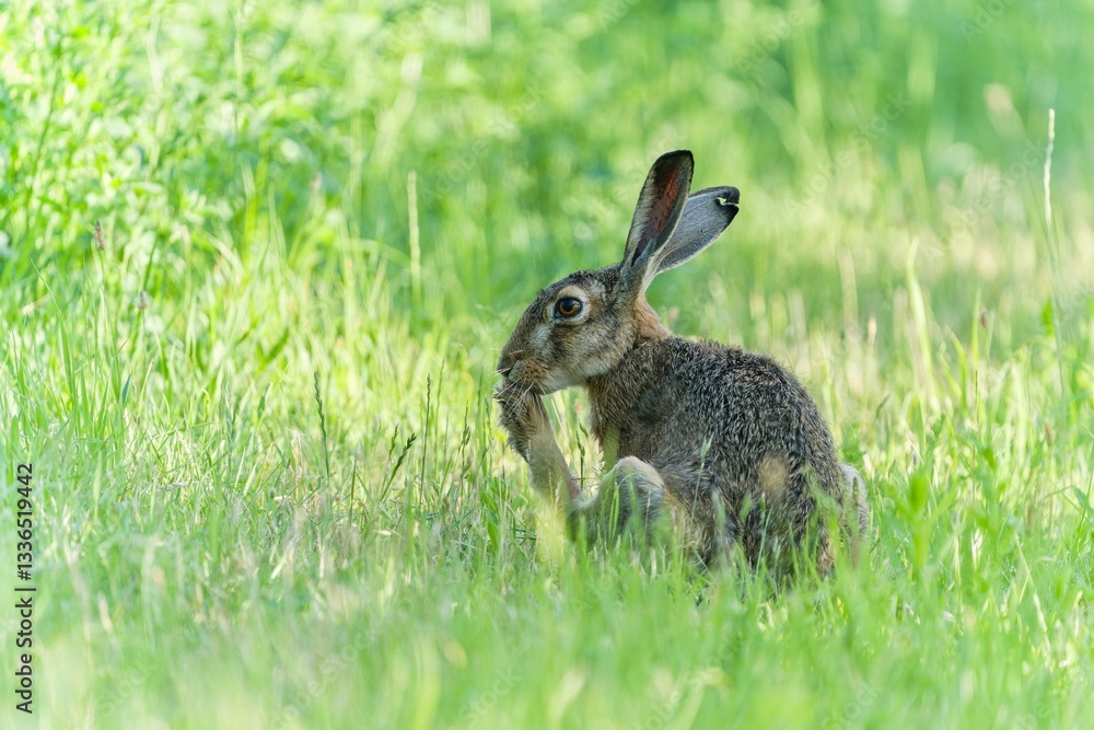Fototapeta premium A european hare sits in the grass and grooms his paw. Lepus europaeus. Closeup portrait of a wild hare.