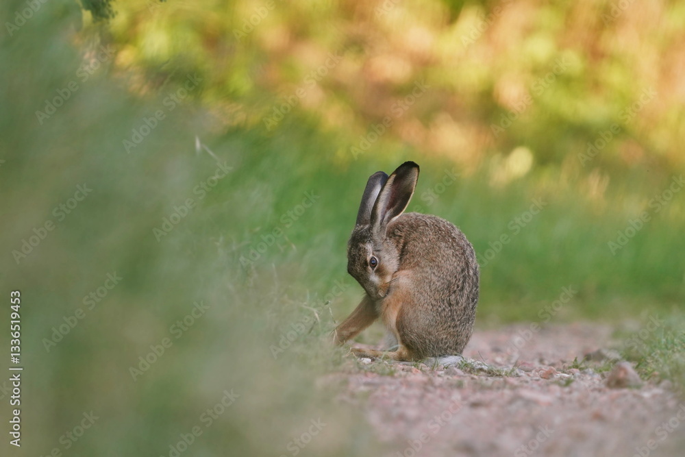 Fototapeta premium A cute european hare sits on a dirt road. Lepus europaeus. Closeup portrait of a wild hare.