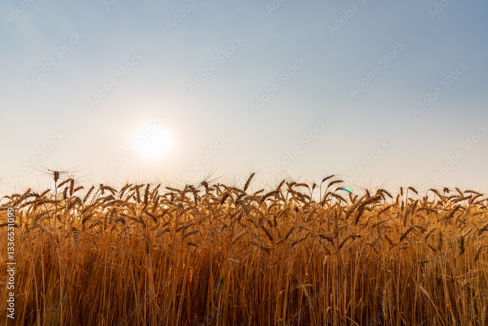 Fototapeta premium Ears of golden barley in barley field with natural sunset background, ripening ears of wheat field for rich harvest concept.