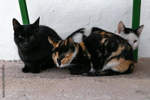 Canvas Print Cats sheltered under a metal structure near a house