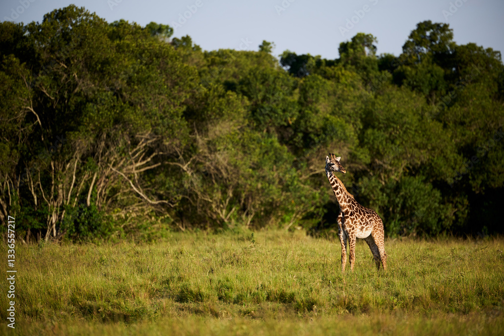 A Masai giraffe (Giraffa tippelskirchi) standing alone in the open grasslands of Masai Mara National Reserve, Kenya. Photographed in warm golden light with lush green vegetation in the background.
