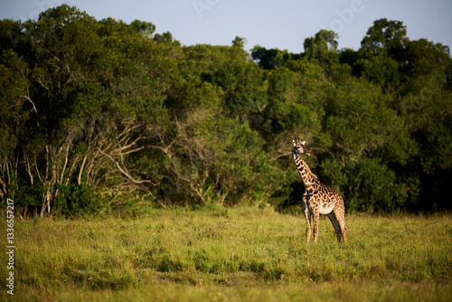 Obraz na płótnie A Masai giraffe (Giraffa tippelskirchi) standing alone in the open grasslands of Masai Mara National Reserve, Kenya. Photographed in warm golden light with lush green vegetation in the background. w salonie