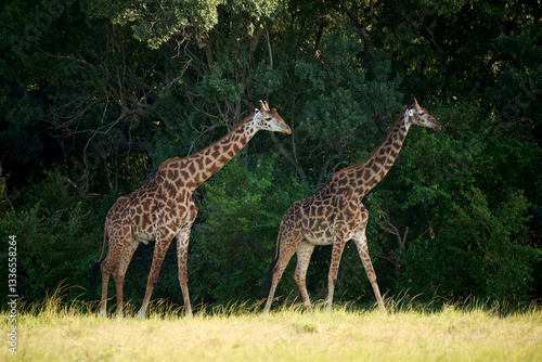 Two Masai Giraffes Walking in the African Savanna, Kenya