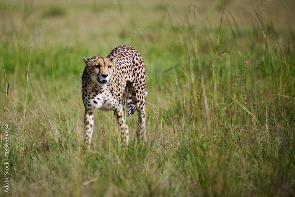 Cheetah Walking Through the Grasslands of Masai Mara, Kenya