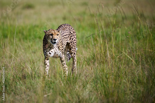 Obraz na płótnie Cheetah Walking Through the Grasslands of Masai Mara, Kenya w salonie