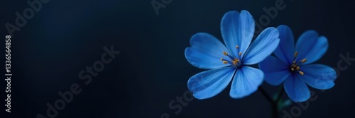 Delicate blue flower blooms on dark background, focus, simple, abstract