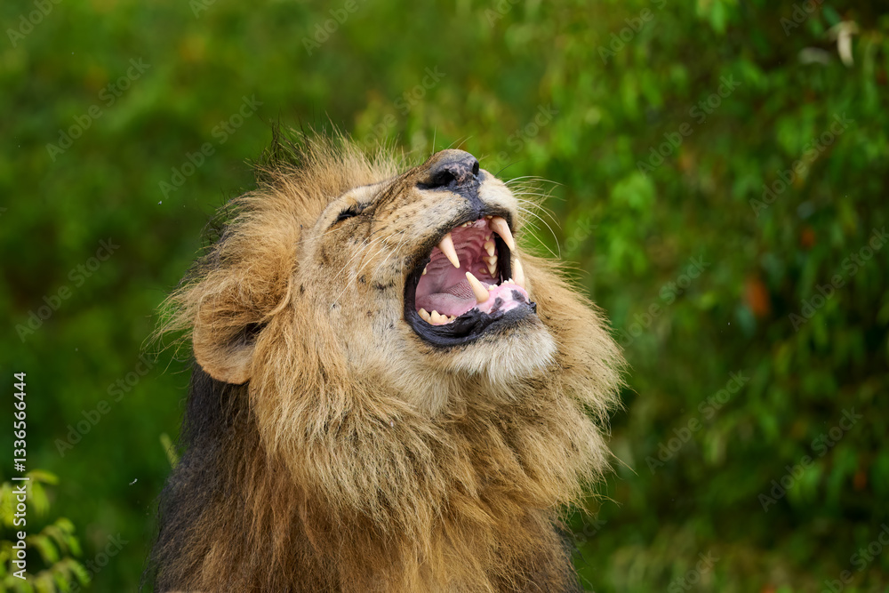 Roaring Male Lion Showing Sharp Teeth in Masai Mara, Kenya