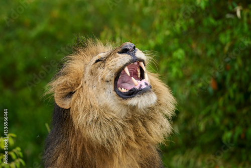 Obraz na płótnie Roaring Male Lion Showing Sharp Teeth in Masai Mara, Kenya w salonie