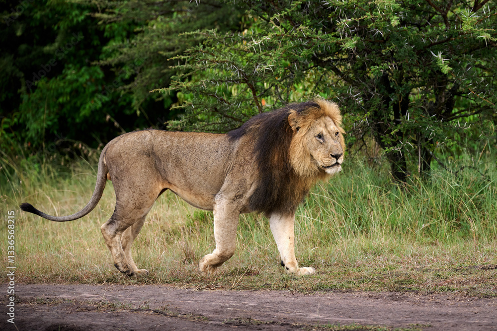 Majestic Male Lion Walking Through the Masai Mara, Kenya