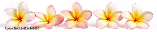 Frangipani plumeria flowers isolated on white background, closeup, solitary, white