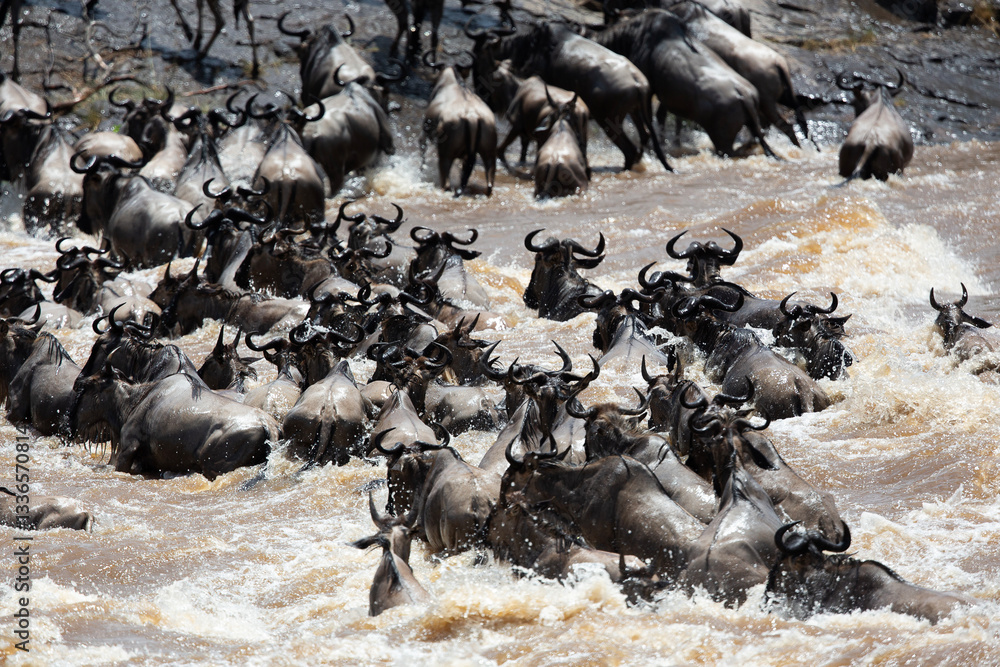 Fototapeta premium Gnous crossing Mara river