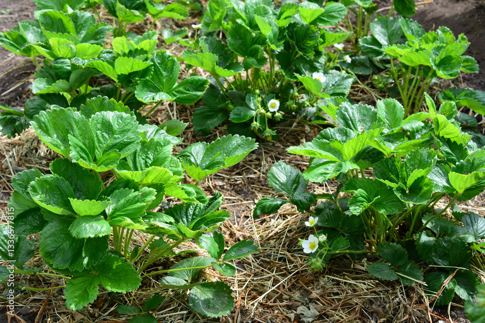 Strawberry plants growing in a garden Strawberry plants growing in a garden