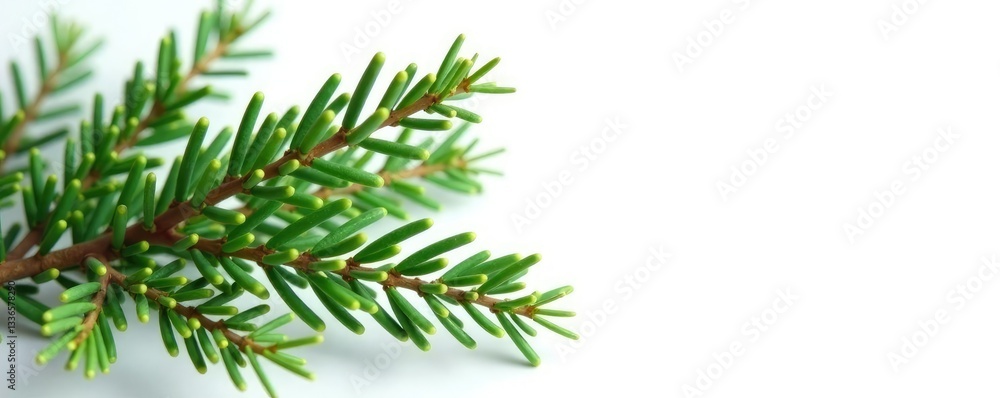 Sprigs of evergreen branches against a pure white backdrop, foliage, nature Sprigs of evergreen branches against a pure white backdrop, foliage, nature