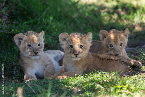 Lion, lionne, lionceaux