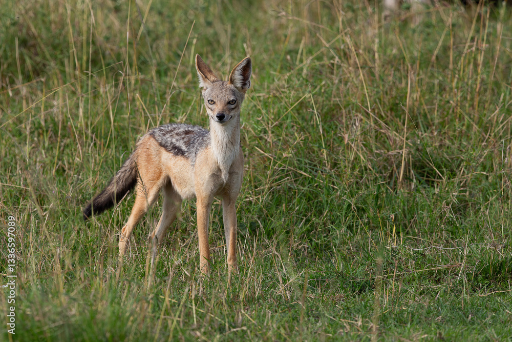 Obraz premium Chacal