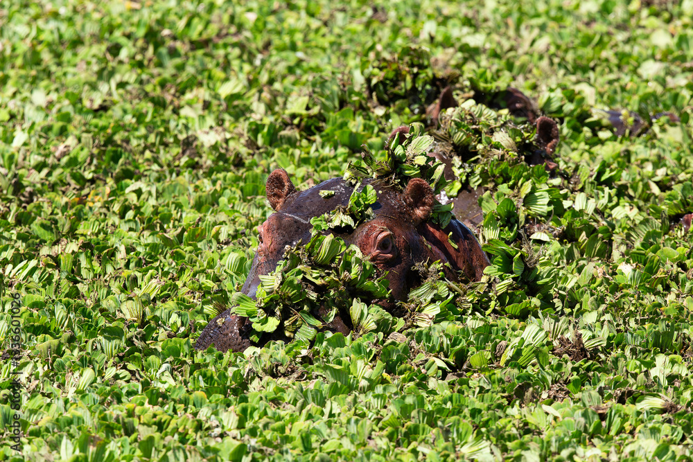 Obraz premium Hippopotame 