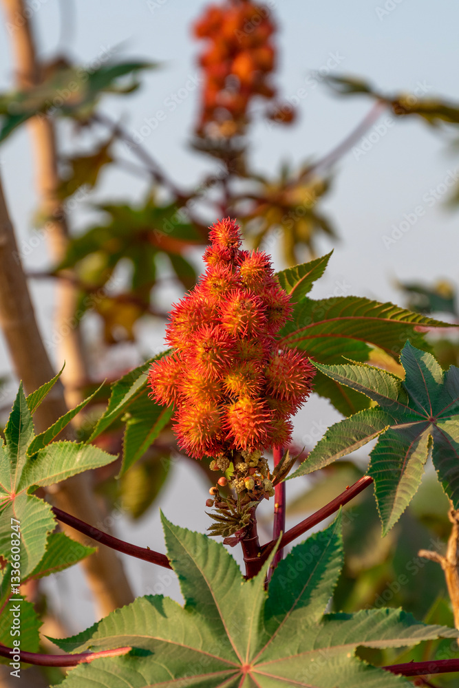 Ricinus communis, also known as castor bean or castor oil plant. Ricinus communis, also known as castor bean or castor oil plant.