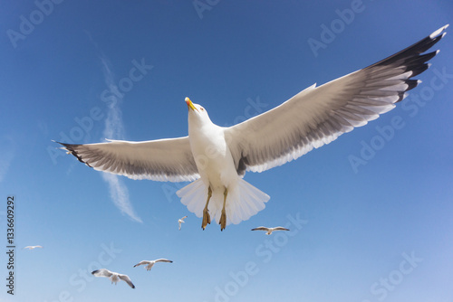 Εκτύπωση καμβά Seagull soaring in the blue sky with wings spread wide
