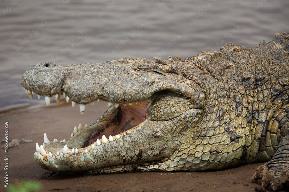 Obraz premium Crocodile 